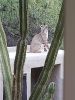 PICTURES/Bobcat/t_Bobcat On Patio.jpg